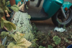 Jakie są najlepsze sposoby na podlewanie roślin w ogrodzie, aby oszczędzić wodę?