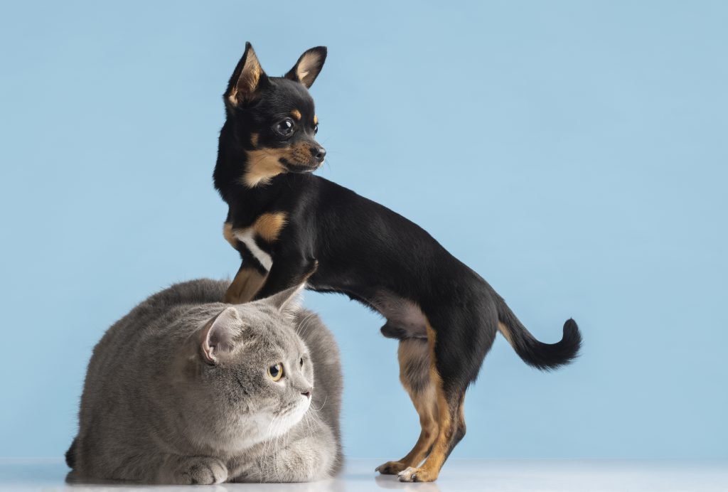 koty i psy jak dbać o ich sierść